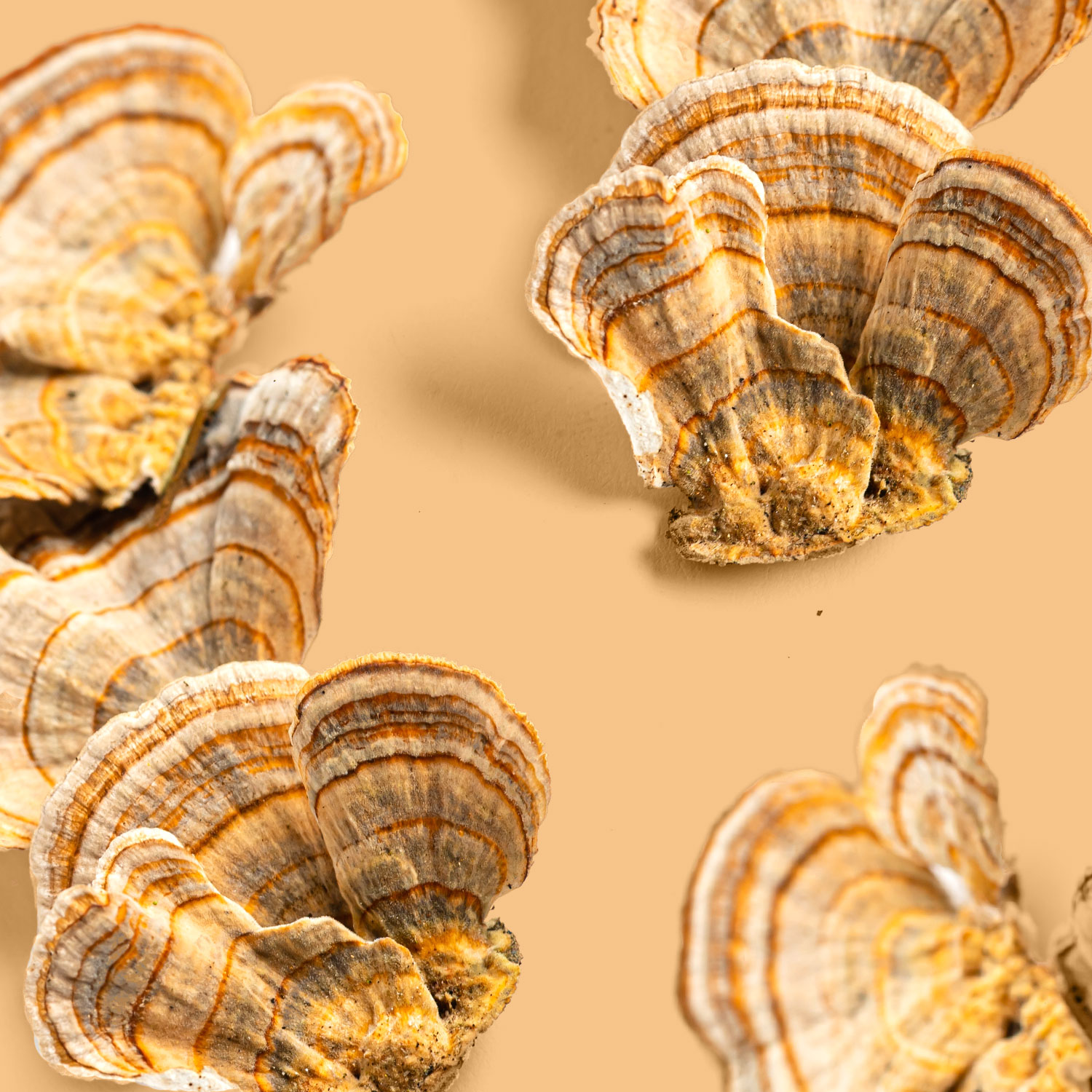 polypore versicolore